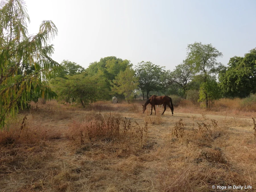 Horses grazing in Big Garden